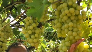 Çekirdeksiz Sultani Üzüm ihracat yolcusu