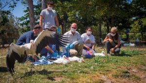 Doğal Yaşam Parkı'nda tedavi edilen leylekler doğaya bırakıldı 