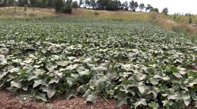 Hasadına başlanan sındırgı kornişonu coğrafi işaret yolunda