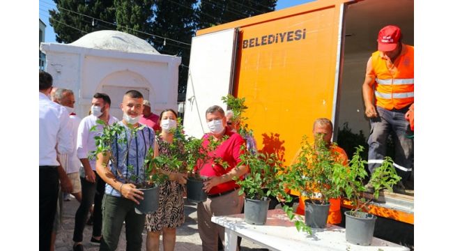 Ildırı begonvil ile donatılıyor!