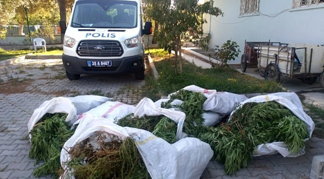 İzmir'de pamuk tarlasında 400 kök Hint keneviri ele geçirildi