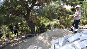  Kavacık’ta yüzlerce asırlık çınar ağacının etrafını düzenliyor.