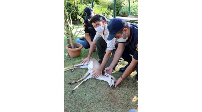 Mehmetçiğin dikkati karaca yavrusunun hayatını kurtardı