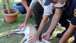 Mehmetçiğin dikkati karaca yavrusunun hayatını kurtardı