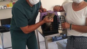 Narlıdere’de can dostlar sahipsiz değil! 