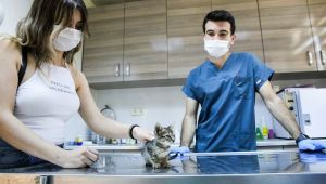 Satın almayın, sahiplenin!