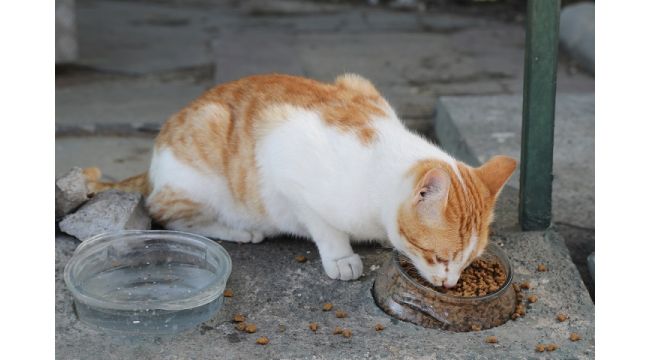 Gaziemir'de sokak hayvanlarına özel kampanya