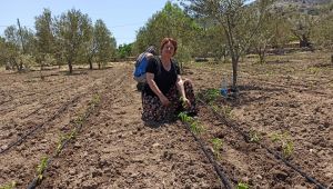 Tarladan vatandaşın sofrasına… 