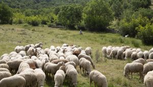 Tescilli Balıkesir Kuzu Etine Güvenli Takip