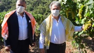 Bornova’da bağ bozumu bereketi