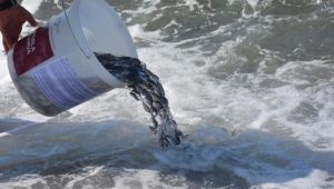 Dikili’de Yavru Balıklar Denizle Buluştu