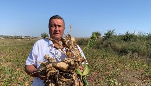 Gürer: “Şeker pancarında neler oluyor?”