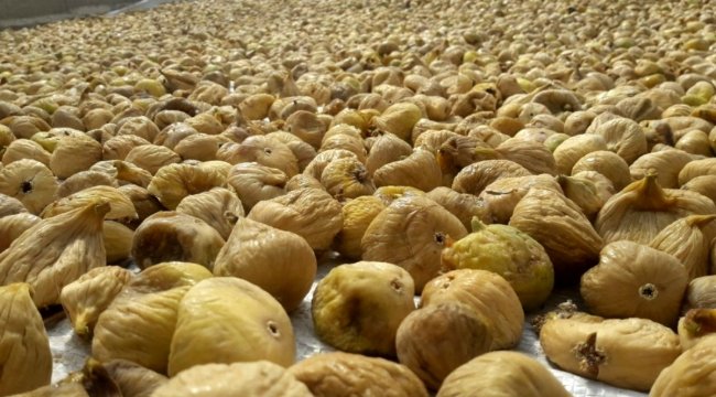 İhracatçılar kuru incirin kalitesini arttırmak için seferber oldu