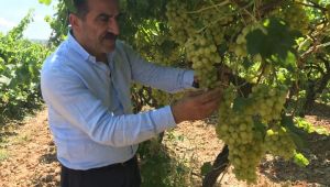 Osmanlı sultanlarının gözdesi, ihracatın yıldızı oldu