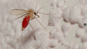 Şark çıbanı tanısına yeni ve kombine bir yaklaşım