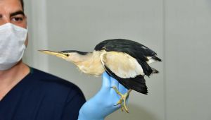 Soyu tükeniyordu, Narlıdere'de bulundu!