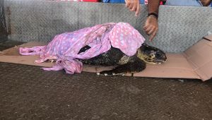Yaralı caretta caretta tedavi altına alındı