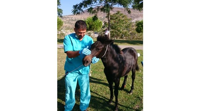 Yavru yılkı atı emin ellerde