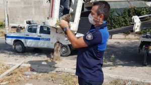  Zabıtalardan kedi operasyonu