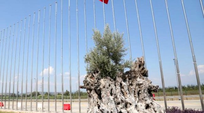 Asırlık zeytinler meyve verdi