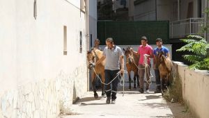 Atlar artık ‘başıboş’ kalmayacak!