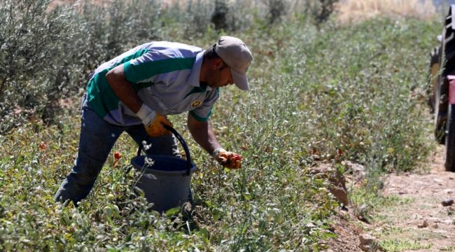 Buca'nın ürünleri bin 458 mutfağa bereket oldu