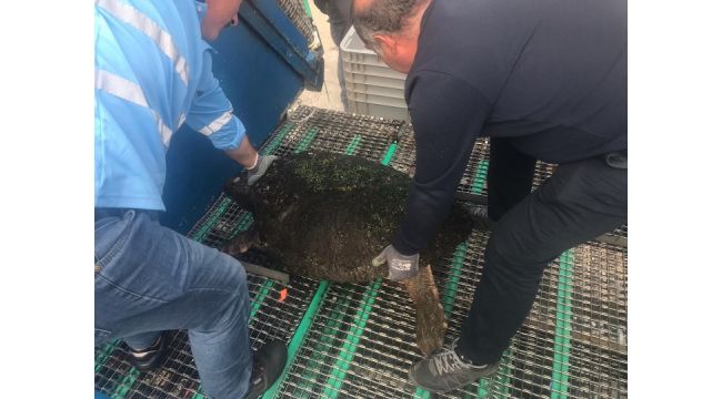 Dört ayda dördüncü Caretta caretta