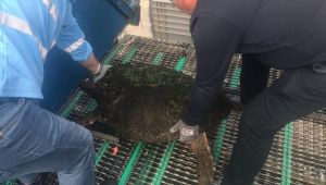 Dört ayda dördüncü Caretta caretta 