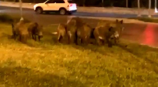 Kent merkezine inen domuz sürüsünü vatandaşlar görüntüledi