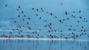 Körfezdeki Yaşam Hareketliniyor