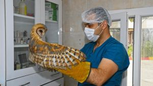 Peçeli baykuş ve Bukalemun korumaya alındı