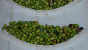 Sofralık zeytin ihracatında rekor 