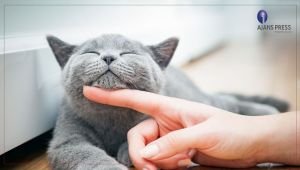 Türkiye’nin Yüzde 19’U Kedi Sahibi