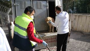 Can dostlar için dayanışma