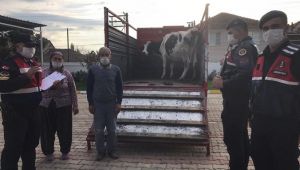 Jandarma, Bayındır'da çalınan ineği sahibine teslim etti