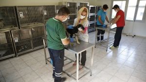 Konak’ta can dostlar güvende