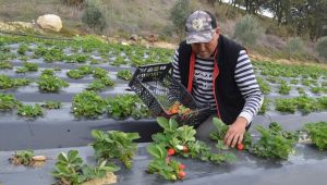 Köprübaşı’da Kasım Ayında Çilek 
