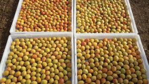 Kuru kayısının ihraç fiyatı dolar bazında yüzde 23 arttı