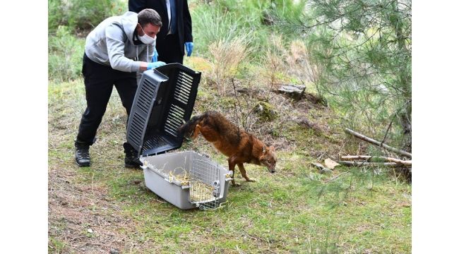 Tedavisi yapılan çakal doğaya bırakıldı