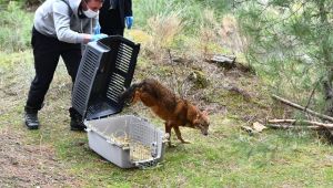 Tedavisi yapılan çakal doğaya bırakıldı