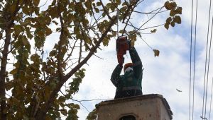 Buca’nın ağaçlarına kışlık önlem 