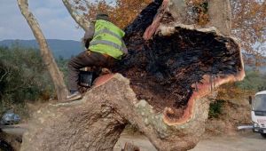 İzmir Büyükşehir Belediyesi’nden anıt ağaçlara gençlik aşısı