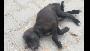 İzmir'de bahçesine giren yavru köpeğe sopayla vuran kadına 947 lira ceza