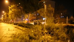 İzmir'de refüjdeki ağaca çarpan kamyonun sürücüsü yaralandı