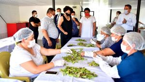  Kınalı Bamya artık resmen Bornova