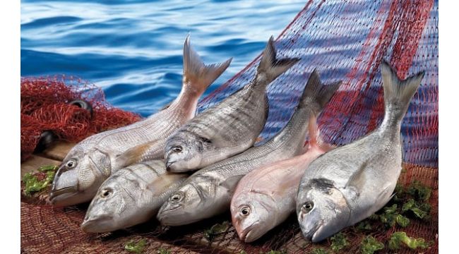 Kovid-19 nedeniyle düşen su ürünleri ihracatı yeniden yükselişe geçti