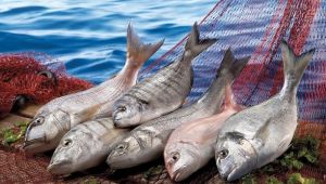 Kovid-19 nedeniyle düşen su ürünleri ihracatı yeniden yükselişe geçti