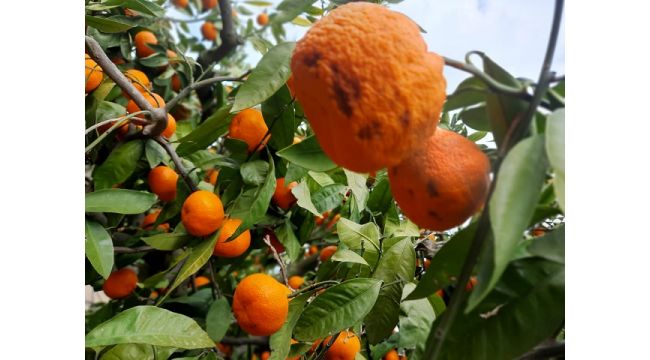 Mandalinayı önce kırağı sonra yağmur vurdu