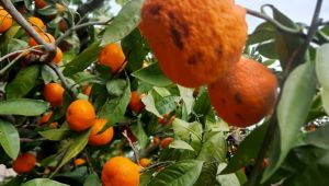 Mandalinayı önce kırağı sonra yağmur vurdu