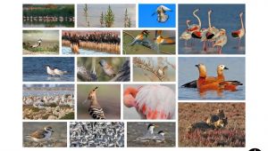 Mavişehir’e Flamingo Doğa Parkı geliyor 